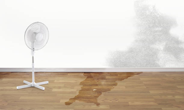 Best Local water damage restoration  in Whitley City, KY